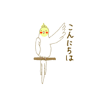 カワイインコ〜オカメインコ〜（個別スタンプ：3）