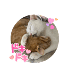 にゃんず2025（個別スタンプ：1）