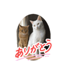 にゃんず2025（個別スタンプ：3）