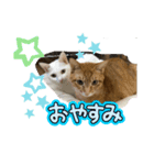 にゃんず2025（個別スタンプ：4）