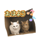 にゃんず2025（個別スタンプ：5）