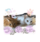 にゃんず2025（個別スタンプ：6）