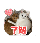 にゃんず2025（個別スタンプ：8）