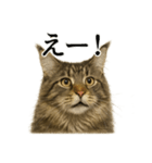 【叫ぶ！】メインクーンの絶叫スタンプ（個別スタンプ：5）