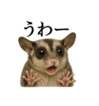 【叫ぶ！】リアルすぎるフクロモモンガ絶叫（個別スタンプ：7）