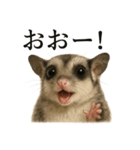【叫ぶ！】リアルすぎるフクロモモンガ絶叫（個別スタンプ：16）