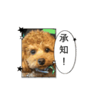 動くかわいいジェ1修正（個別スタンプ：3）