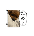 動くかわいいジェ1修正（個別スタンプ：12）