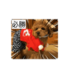 動くかわいいジェ1修正（個別スタンプ：15）
