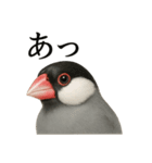 【叫ぶ！】リアルすぎる文鳥の絶叫スタンプ（個別スタンプ：2）