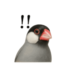 【叫ぶ！】リアルすぎる文鳥の絶叫スタンプ（個別スタンプ：3）