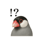 【叫ぶ！】リアルすぎる文鳥の絶叫スタンプ（個別スタンプ：4）