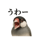 【叫ぶ！】リアルすぎる文鳥の絶叫スタンプ（個別スタンプ：7）