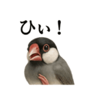 【叫ぶ！】リアルすぎる文鳥の絶叫スタンプ（個別スタンプ：8）