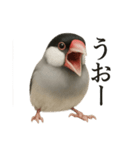 【叫ぶ！】リアルすぎる文鳥の絶叫スタンプ（個別スタンプ：9）