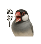 【叫ぶ！】リアルすぎる文鳥の絶叫スタンプ（個別スタンプ：11）