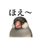 【叫ぶ！】リアルすぎる文鳥の絶叫スタンプ（個別スタンプ：13）