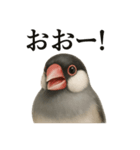 【叫ぶ！】リアルすぎる文鳥の絶叫スタンプ（個別スタンプ：15）