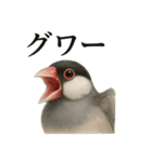 【叫ぶ！】リアルすぎる文鳥の絶叫スタンプ（個別スタンプ：16）