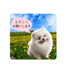 登校班グループで使えるポメスタンプ（個別スタンプ：2）