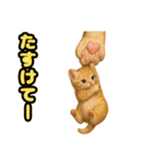❤︎あかにゃん❤︎茶虎,,,,,,（個別スタンプ：2）