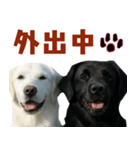 可愛い毎日使えるゴールデンレトリバー（個別スタンプ：2）