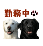 可愛い毎日使えるゴールデンレトリバー（個別スタンプ：3）