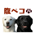 可愛い毎日使えるゴールデンレトリバー（個別スタンプ：5）