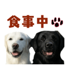 可愛い毎日使えるゴールデンレトリバー（個別スタンプ：6）