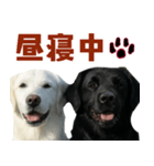 可愛い毎日使えるゴールデンレトリバー（個別スタンプ：7）
