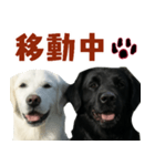 可愛い毎日使えるゴールデンレトリバー（個別スタンプ：8）