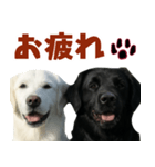可愛い毎日使えるゴールデンレトリバー（個別スタンプ：12）