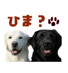 可愛い毎日使えるゴールデンレトリバー（個別スタンプ：14）
