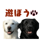 可愛い毎日使えるゴールデンレトリバー（個別スタンプ：15）