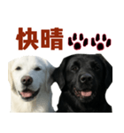 可愛い毎日使えるゴールデンレトリバー（個別スタンプ：18）