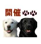 可愛い毎日使えるゴールデンレトリバー（個別スタンプ：19）