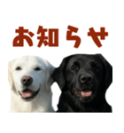 可愛い毎日使えるゴールデンレトリバー（個別スタンプ：21）