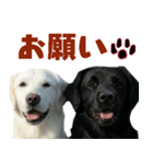 可愛い毎日使えるゴールデンレトリバー（個別スタンプ：22）