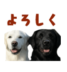 可愛い毎日使えるゴールデンレトリバー（個別スタンプ：23）