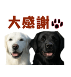 可愛い毎日使えるゴールデンレトリバー（個別スタンプ：25）