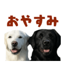 可愛い毎日使えるゴールデンレトリバー（個別スタンプ：26）
