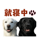可愛い毎日使えるゴールデンレトリバー（個別スタンプ：27）