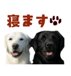 可愛い毎日使えるゴールデンレトリバー（個別スタンプ：28）
