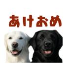 可愛い毎日使えるゴールデンレトリバー（個別スタンプ：29）