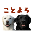 可愛い毎日使えるゴールデンレトリバー（個別スタンプ：30）