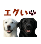 可愛い毎日使えるゴールデンレトリバー（個別スタンプ：36）