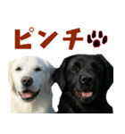可愛い毎日使えるゴールデンレトリバー（個別スタンプ：38）
