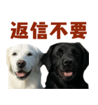 可愛い毎日使えるゴールデンレトリバー（個別スタンプ：39）