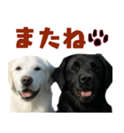 可愛い毎日使えるゴールデンレトリバー（個別スタンプ：40）