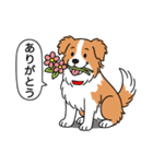 ボーダーコリー(レッド＆ホワイト)（個別スタンプ：1）
